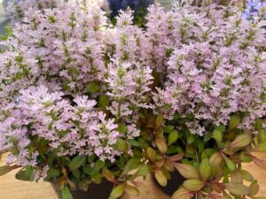 Ajuga ‘Feathered Friends™ Rosy Robin’ (Kientzler)