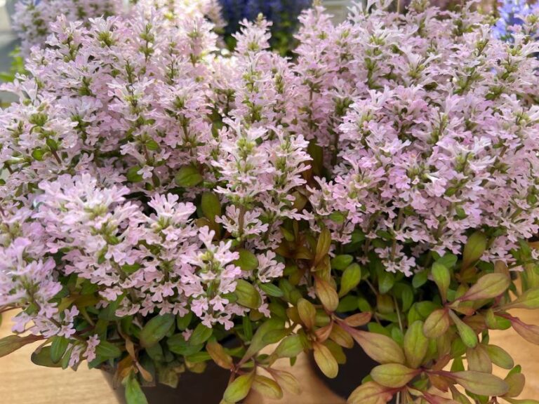 Ajuga ‘Feathered Friends™ Rosy Robin’ (Kientzler)