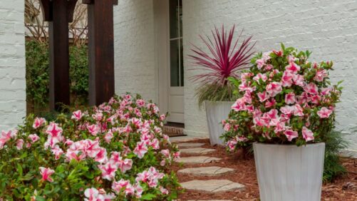 Why 2026 is the “Year of the Azalea”