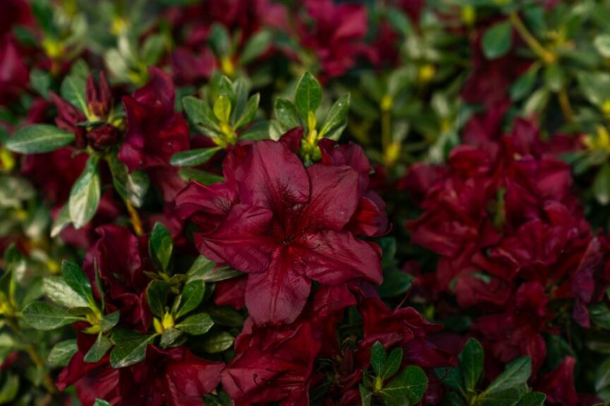 Azalea Encore Autumn Velvet (Plant Development Services Inc.)