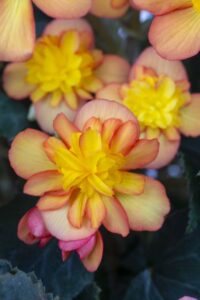 Begonia Beaugonia Orange Fire (Westhoff Flowers)