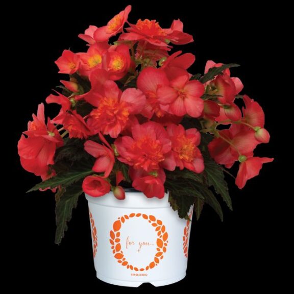Begonia I’Conia® Valencia Pink (Dummen Orange)