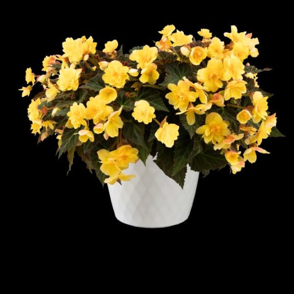 Begonia hybrid iCandy™ XL Deep Yellow (Syngenta Flowers)