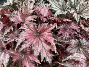 Begonia ‘Spacestars® Leda’ (Beekenkamp)