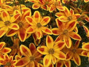 Bidens ‘Blazing Fireworks’ (Danziger)