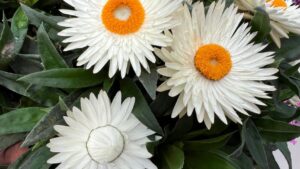 Dr. A’s Favorites From California Spring Trials 2026, Day 2