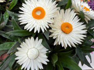 Bracteantha ‘SunBrero™ White’ (Kientzler)