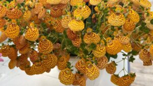 Highlights From Day 4 of California Spring Trials 2026