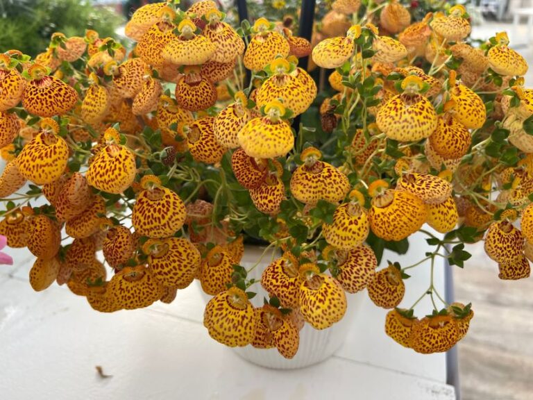 Calceolaria Calynopsis™ Yellow Leopard (Selecta One)