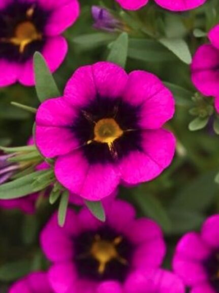 Calibrachoa MiniFamous Uno Purple Strike (Selecta One)