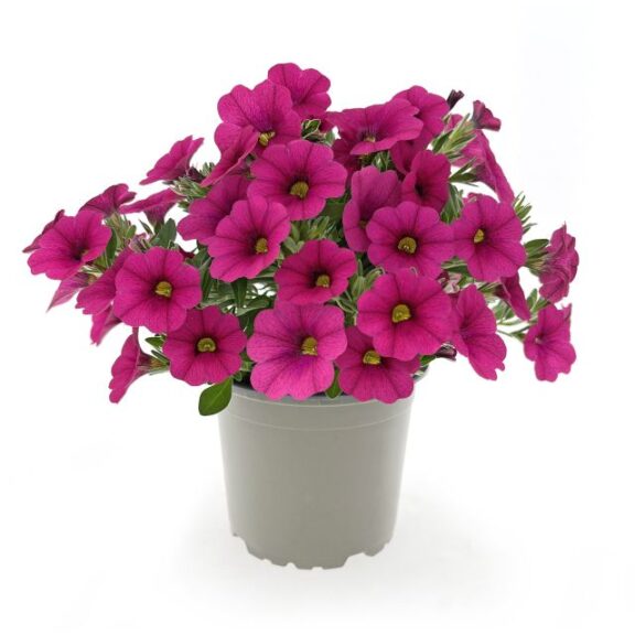 Calibrachoa hybrid Oasis Pink Ladybeetle (Beekenkamp)