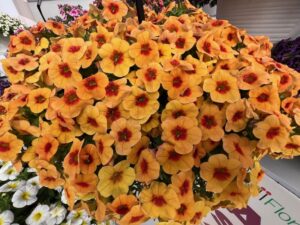 Calibrachoa ‘Cabaret® Orange Kiss’ (Ball FloraPlant)