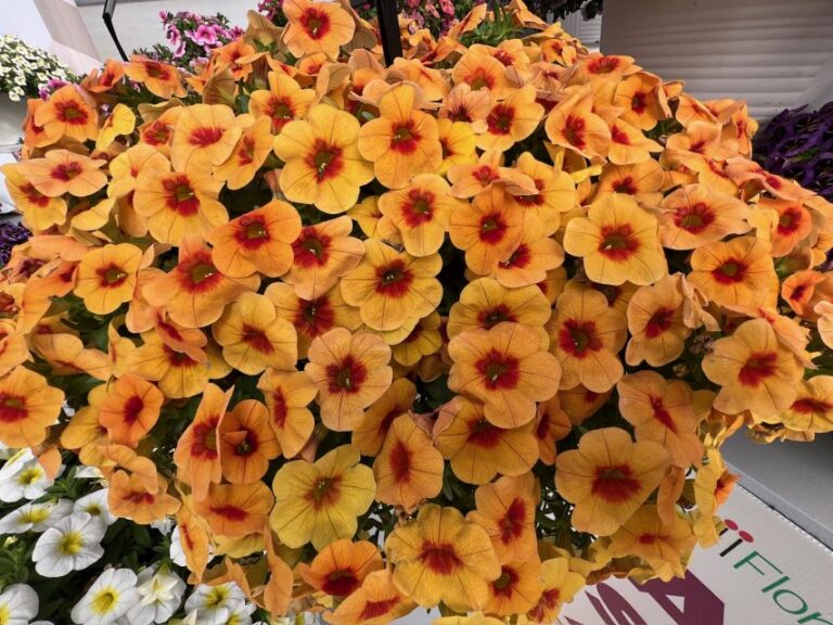 Calibrachoa ‘Cabaret® Orange Kiss’ (Ball FloraPlant)