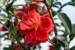 Camellia Early Surprise (Plant Development Services Inc.)