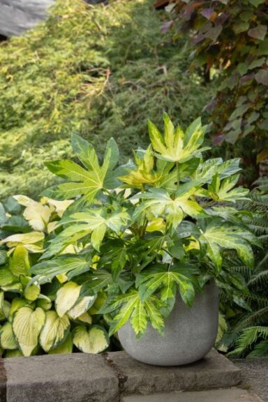 Camouflage Variegated Japanese Aralia (Monrovia, ThinkPlants)