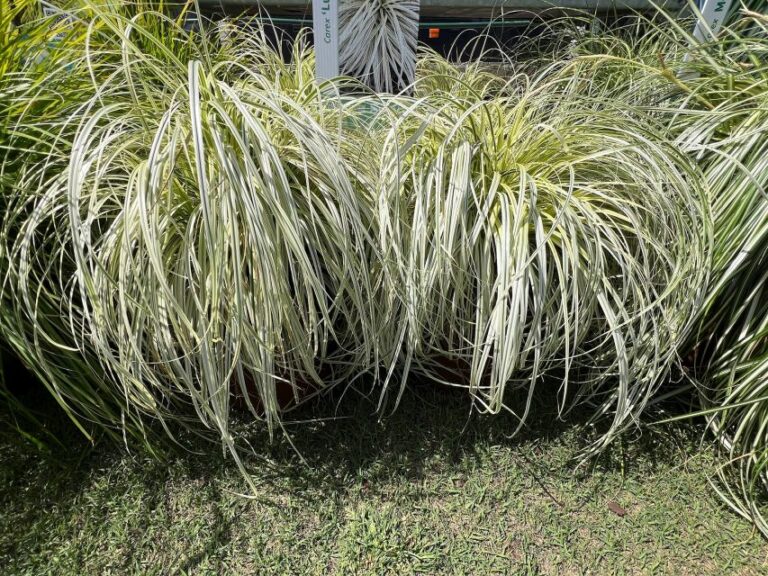 Carex ‘Lunar Falls’ (Plant Development Services/Southern Living Plant Collection)