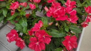 Check Out Part 3 of Greenhouse Grower’s California Spring Trials 2026 Preview