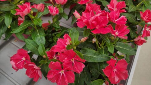 Check Out Part 3 of Greenhouse Grower’s California Spring Trials 2026 Preview