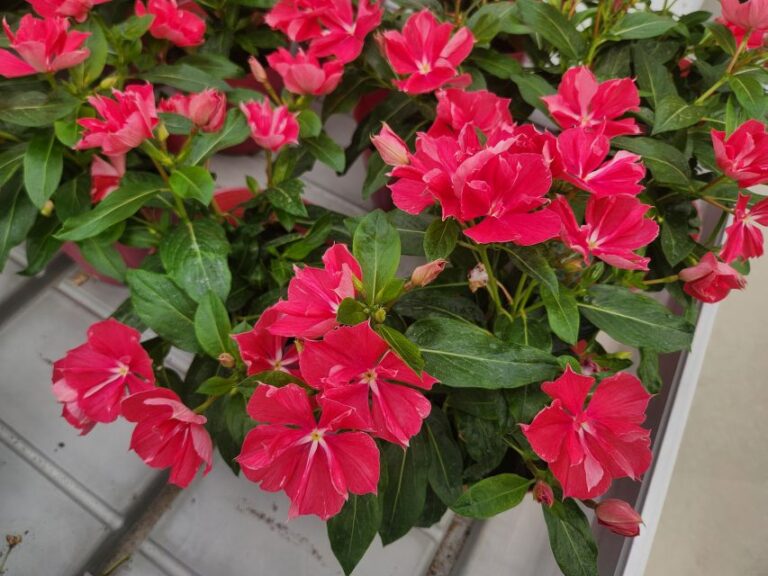Catharanthus Soiree Double Rosy Red (Suntory Flowers)