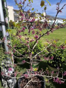 Cercis canadensis Garden Gems® Amethyst Redbud (Plant Development Services/Southern Living Plant Collection)