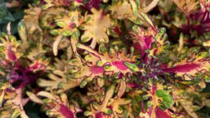 Highlights From Day 2 of California Spring Trials 2026