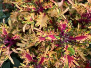 Coleus 'Crimson Magic' (Kientzler)