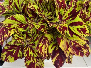 Coleus scutellarioides ChargedUp™ Prismatic (Ball FloraPlant)