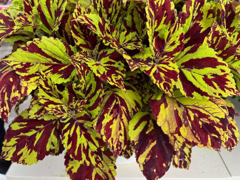 Coleus scutellarioides ChargedUp™ Prismatic (Ball FloraPlant)