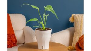 Costa Farms Debuts Twist.Lift.Water. System for Easy Houseplant Care