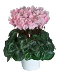 Cyclamen persicum Latinia Absolu Sublima (Morel)