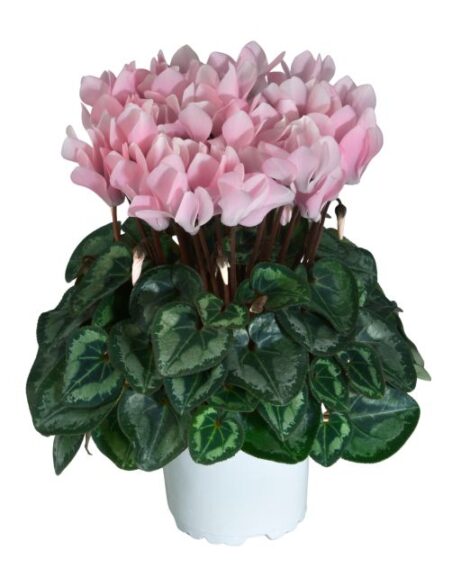 Cyclamen persicum Latinia Absolu Sublima (Morel)