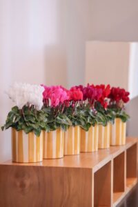 Cyclamen persicum Macaron (Morel)