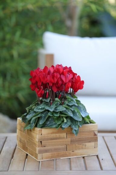 Cyclamen persicum Metis Rosy Glow (Morel)