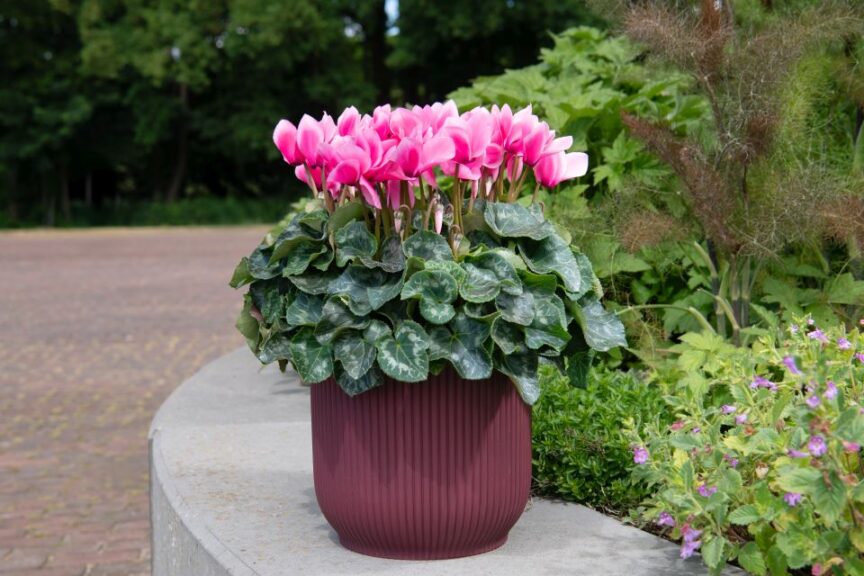 Cyclamen persicum Super Serie Sweet Lips Midi F1 (Schoneveld Breeding)