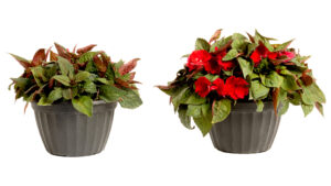 Which Growers Benefit Most from Mycorrhizae?