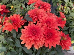 Dahlia 'Cherie Papaya' (Danziger)