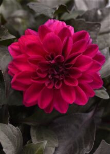 Dahlia City Lights Magenta (Selecta One)