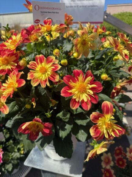 Dahlia Summer Bees Red Star (Dümmen Orange)