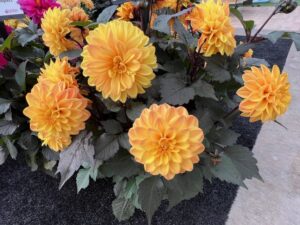 Dahlia hybrida City Lights™ Compact Sunny Yellow (Selecta One)