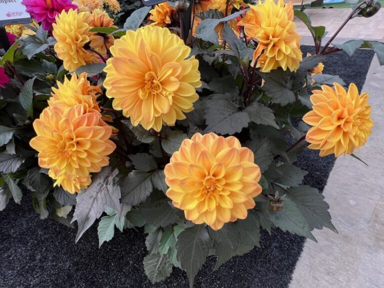 Dahlia hybrida City Lights™ Compact Sunny Yellow (Selecta One)