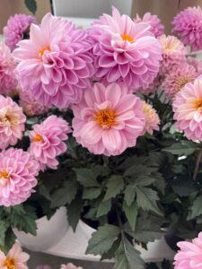 Dahlia x hybrida Coffee Shop™ Lavender Latte (Syngenta Flowers)