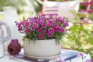 Dianthus Hybrid Picture Perfect (HilverdaFlorist)