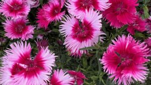 Dr. A’s Favorites From California Spring Trials 2026, Day 4