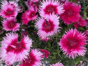 Dianthus Supra Series (Hem Genetics)