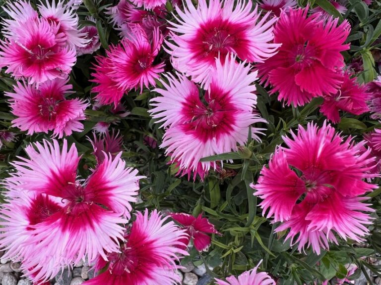 Dianthus Supra Series (Hem Genetics)