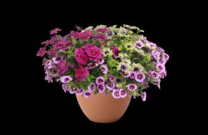 Durabella Amazonas Energy (Danziger)