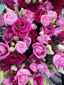 Eustoma (Lisianthus) Rosita® 3 Red II (Sakata)