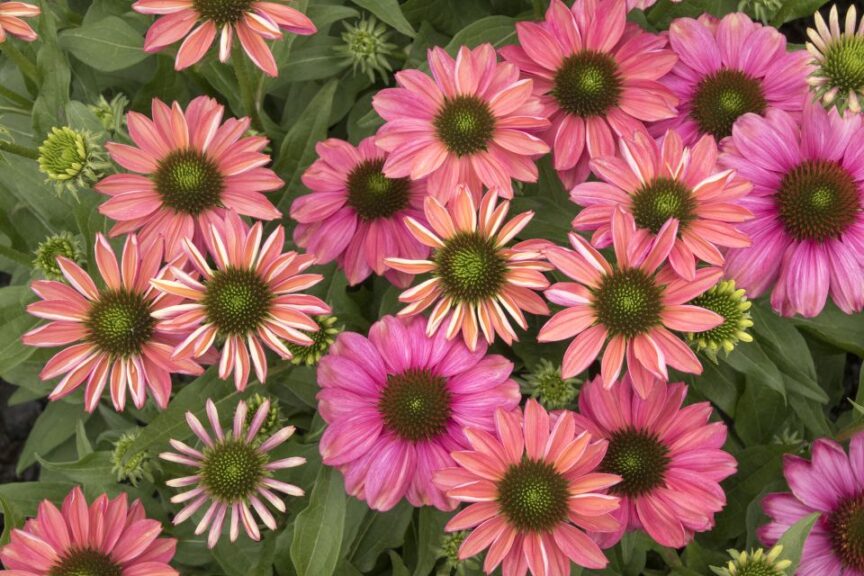 Evolution Colorific Coneflower (Monrovia/ThinkPlants)