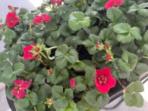 Fragaria PRETTY, TASTY™ ‘Ruby’ (Terra Nova Nurseries at ThinkPlants)