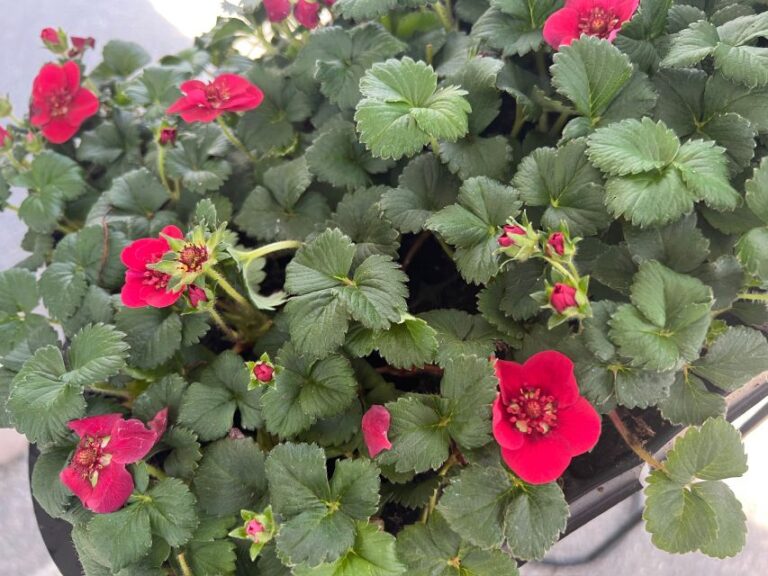 Fragaria PRETTY, TASTY™ ‘Ruby’ (Terra Nova Nurseries at ThinkPlants)